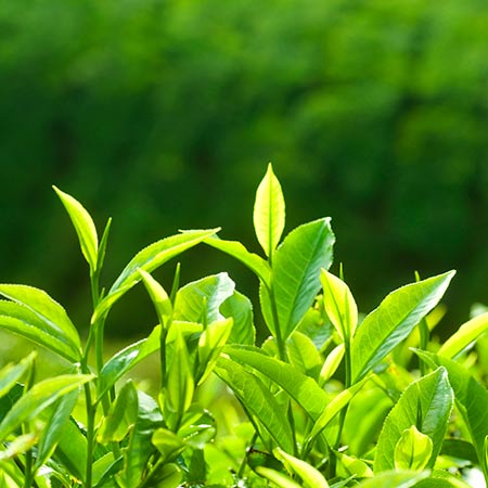 FSS Green Tea Extract SFO
